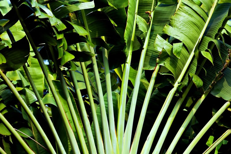 Tropical gardens